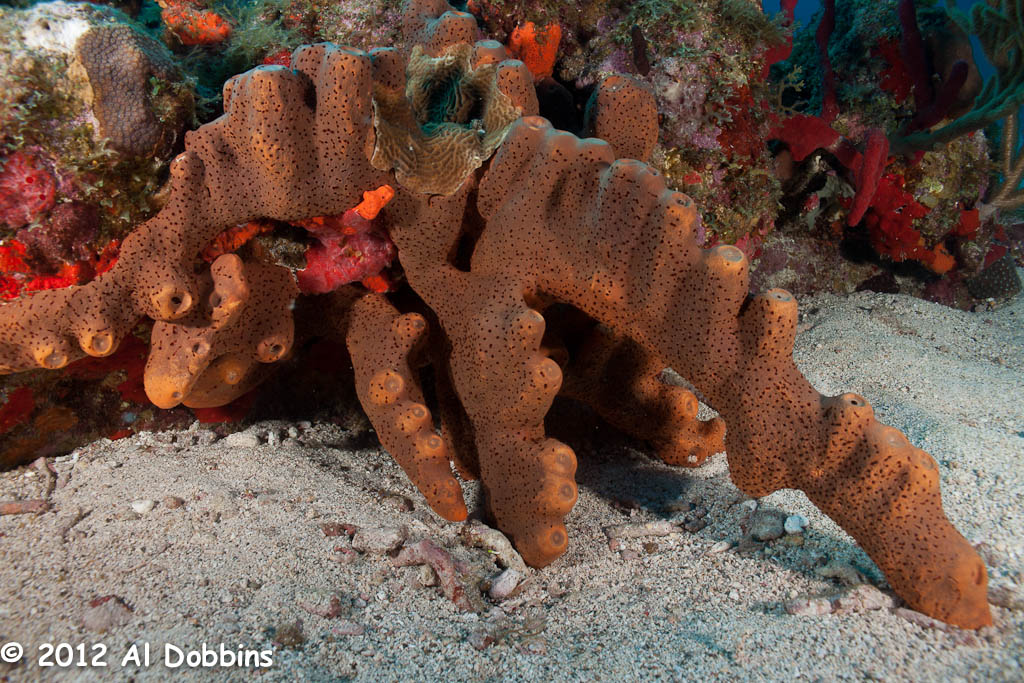 Представитель Семейства Meandrinidae